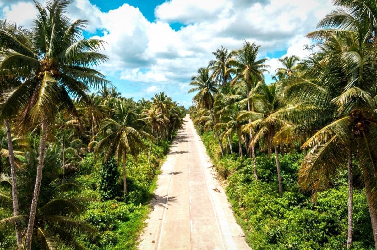 Coconut Road & Palm Tree Viewpoint