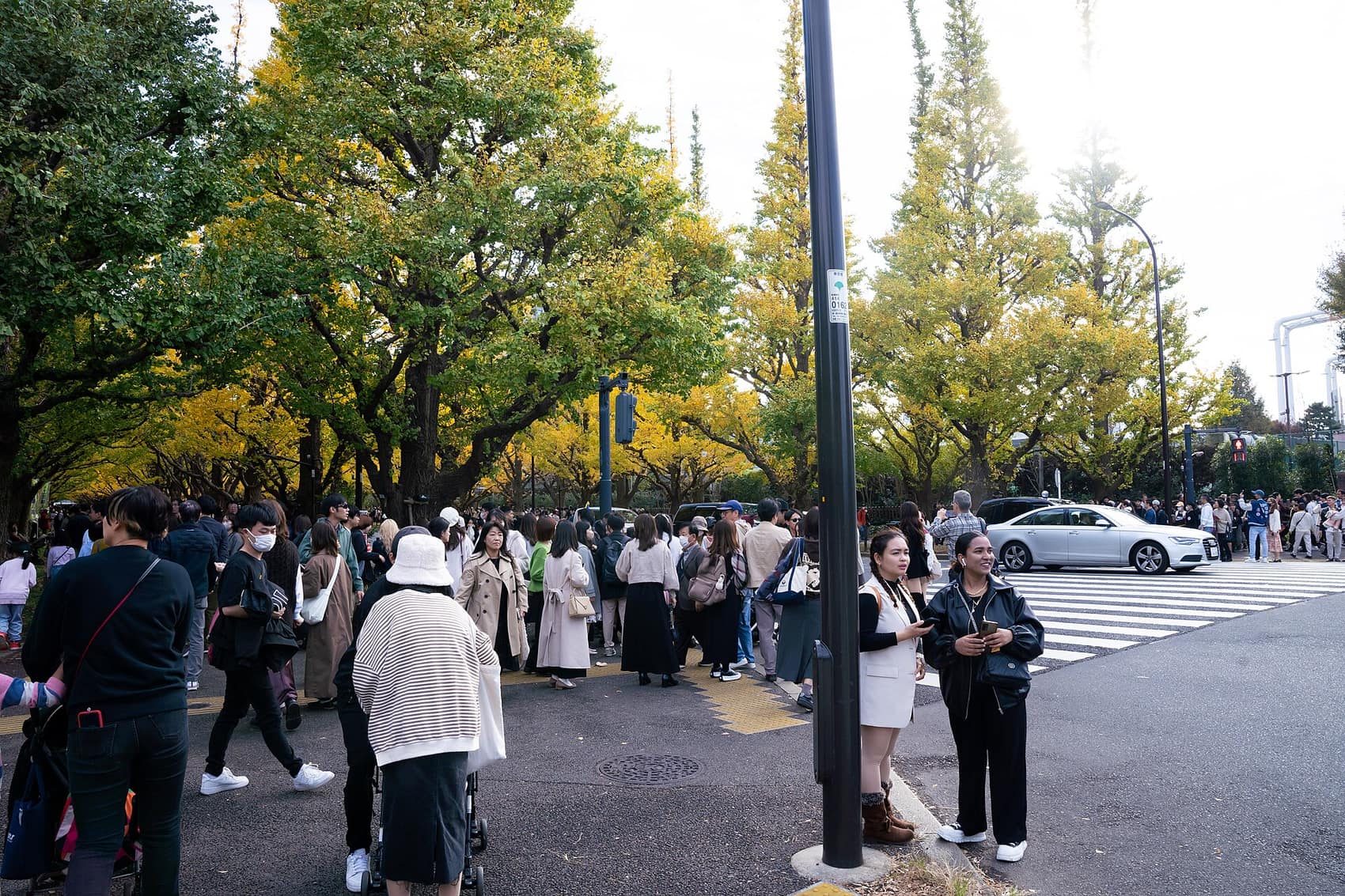 Jingu Gaien's ginkgo avenue turning gold in late autumn