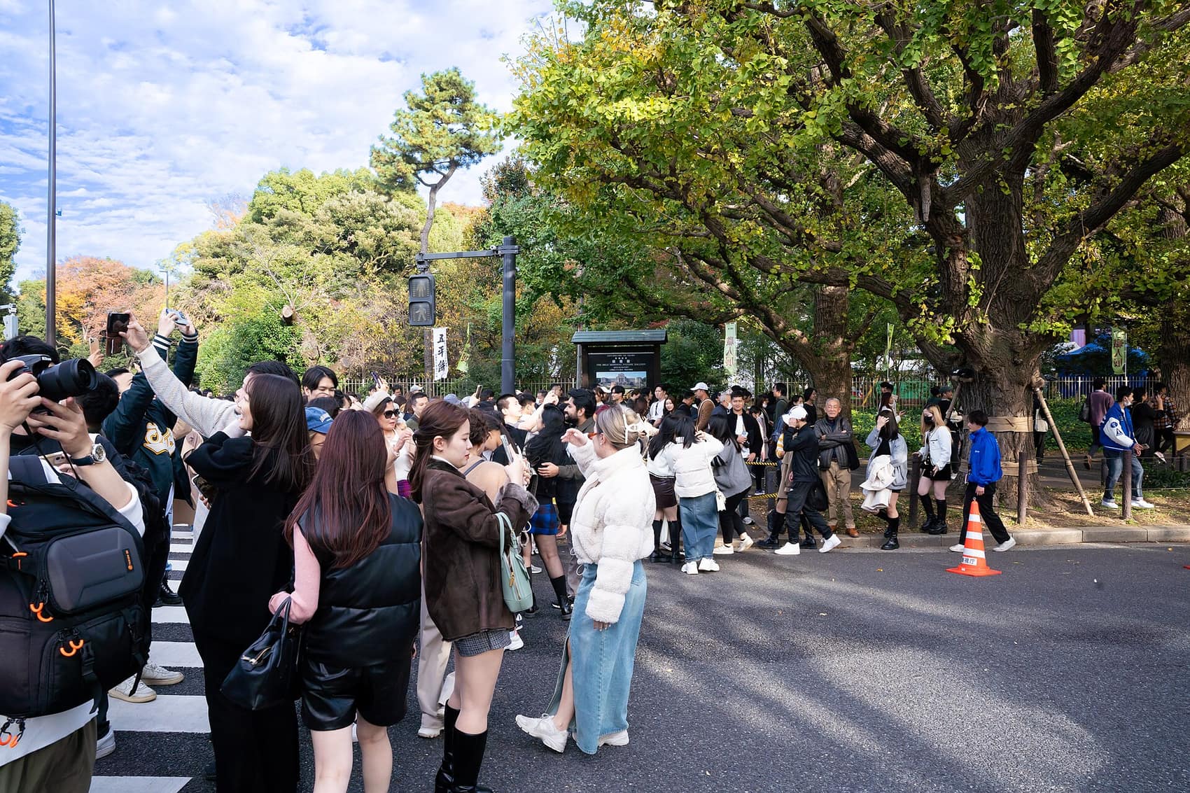 Ginkgo leaves carpeting the avenue near Meiji Jingu