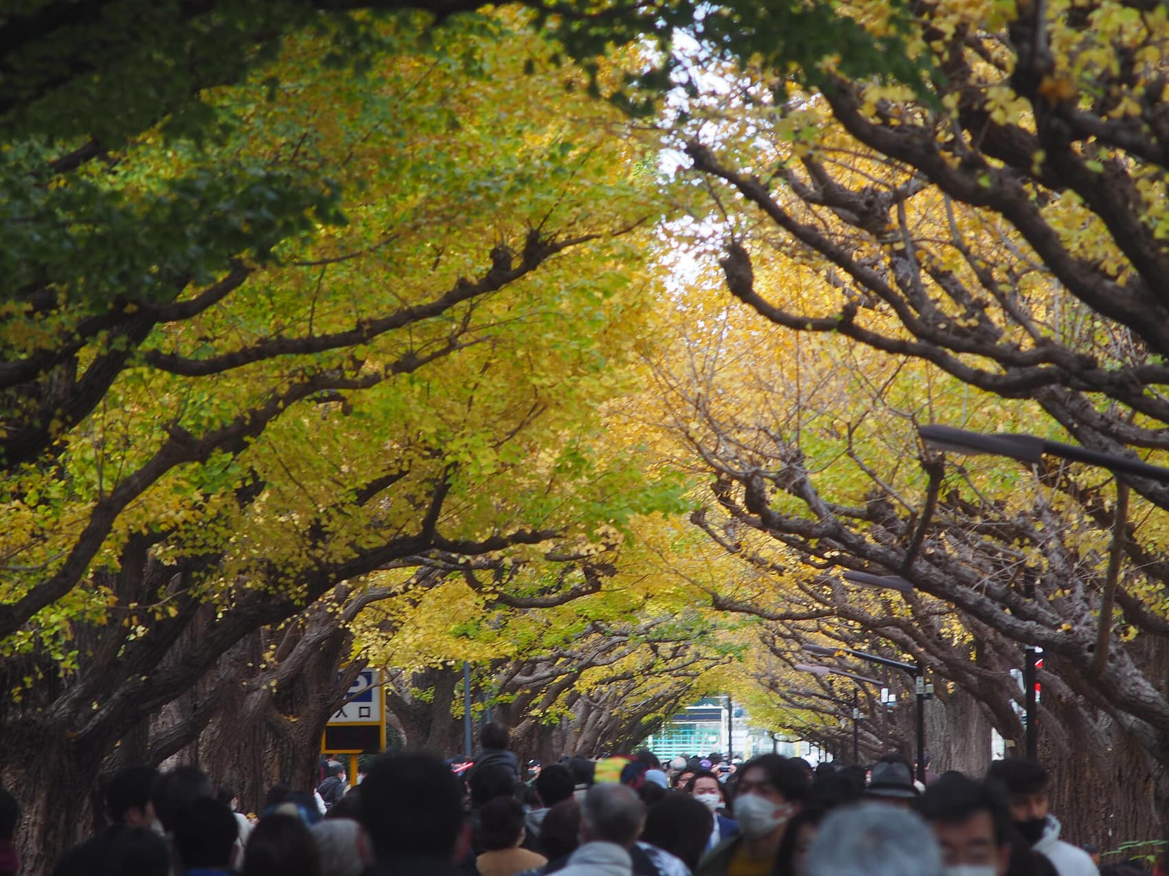 Golden fall foliage along the ginkgo-lined avenue