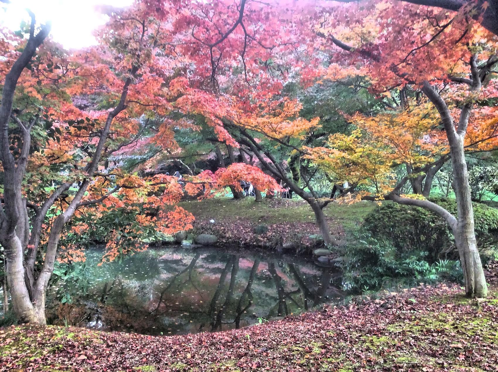 Autumn leaves at Shinjuku Gyoen in November