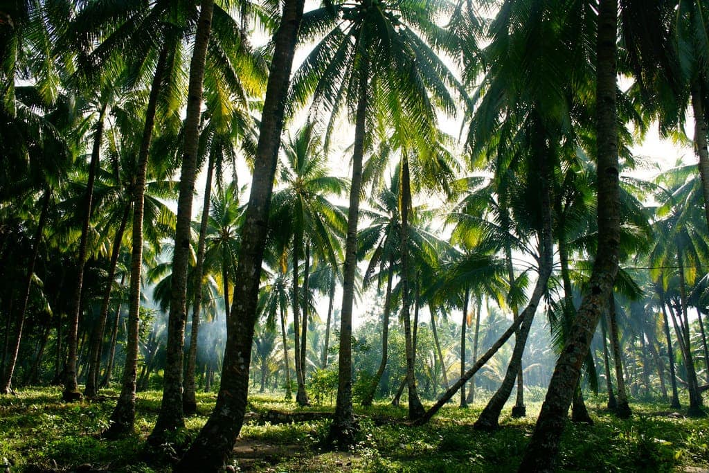 Inside the coconut palm forest, light coming down through the crowns