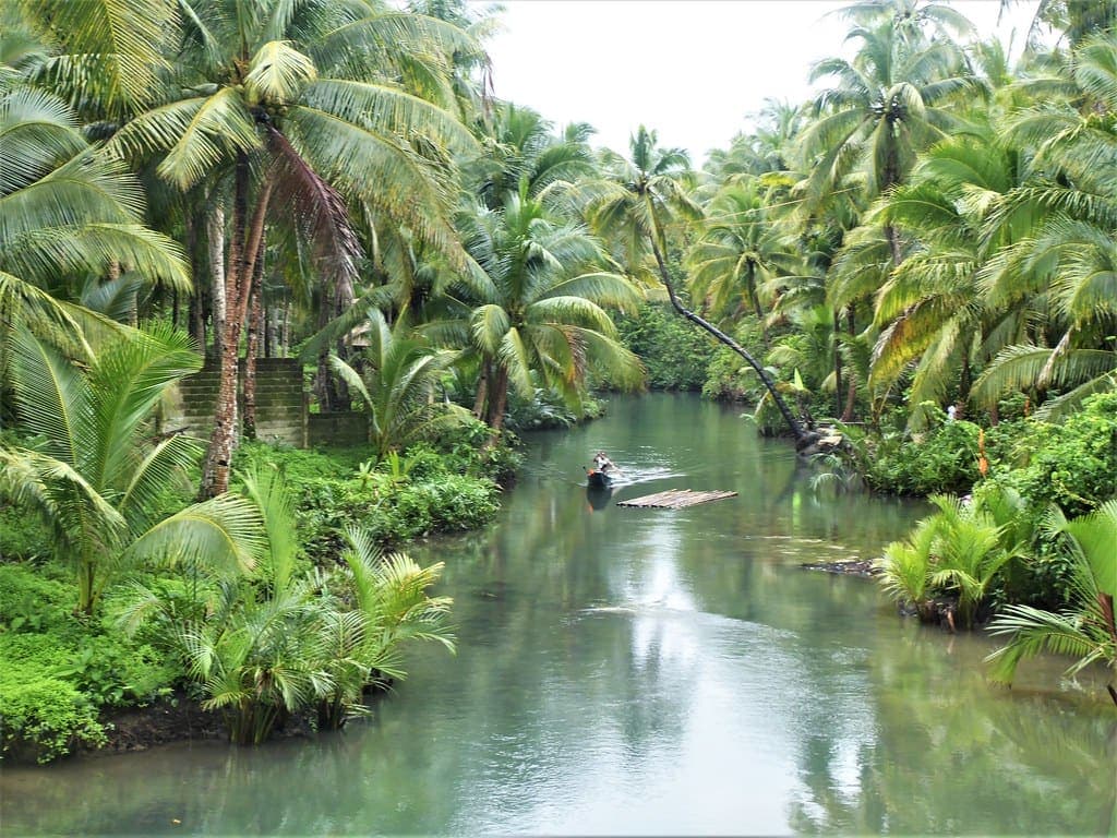 Palm canopy running unbroken to the hills: the view from the island's inland viewpoints
