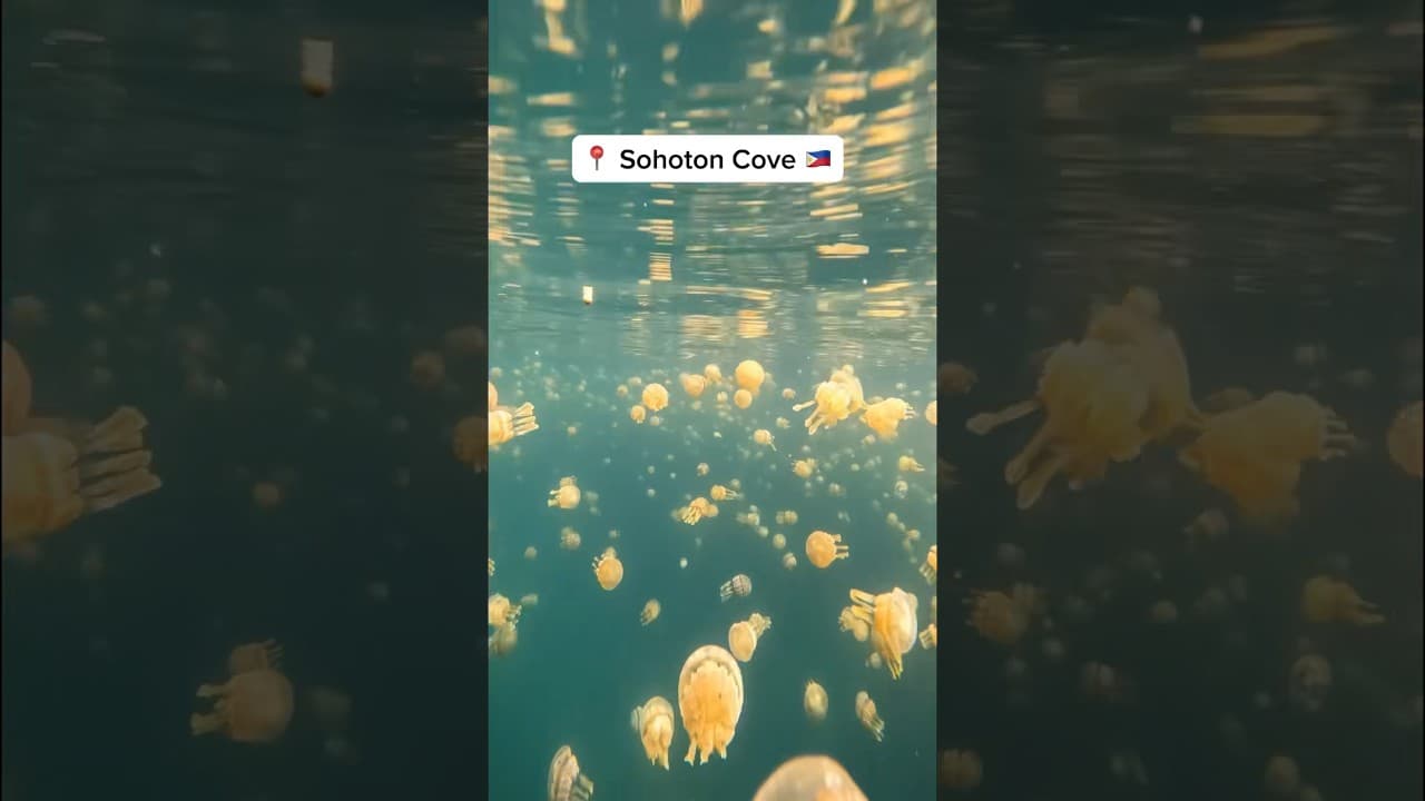 Swimming with Jellyfish! DO THIS in Siargao 🇵🇭 Sohoton Cove